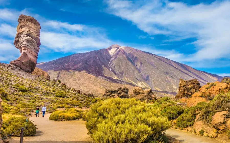 The rock pillar and the snow-flecked Teide cone above yellow flowering scrub